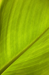 Image showing green leaf texture