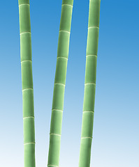 Image showing Bamboo Border