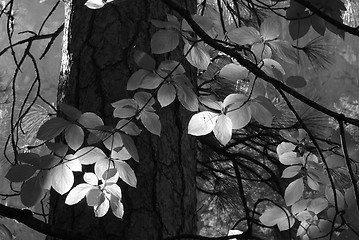 Image showing Black and White image of sun streaming through forest lighting l