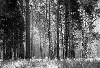 Image showing Black and white image of a forest with mist among the trees