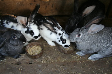 Image showing sweet bunny rabbits family