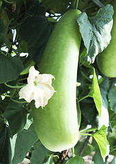 Image showing Eggplant in a hothouse