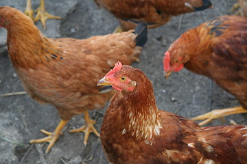 Image showing Brown hens with focus on middle hen