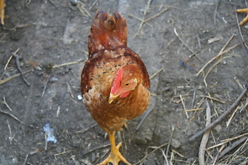 Image showing Brown hen