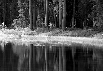 Image showing Black and white image of trees and foliage reflecting into a Yos