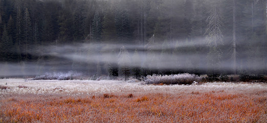 Image showing A meadow in Yosemite on a frosty morning