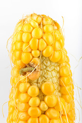 Image showing A worm eating the corn