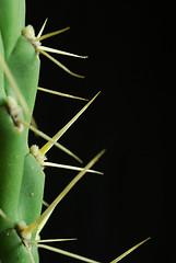 Image showing close cactus