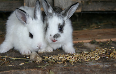 Image showing Feeding rabbits on animal farm in rabbit-hutch