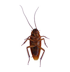 Image showing Cockroach