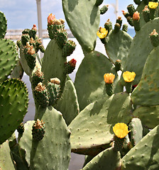 Image showing Detail of cactus