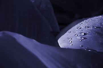 Image showing morning drops