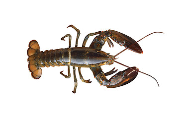 Image showing Crayfish isolated on white background