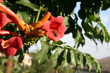 Image showing Bumblebee collection pollen on the red flower