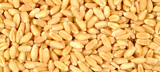 Image showing Grains of wheat close-up