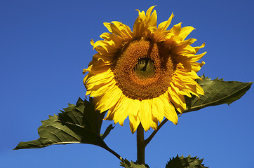 Image showing the sunflower