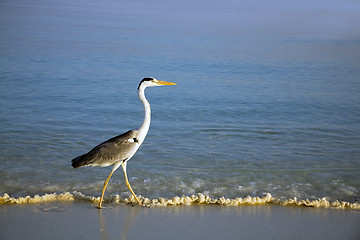 Image showing Heron