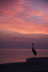 Image showing Silhouette of a heron