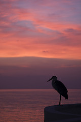 Image showing Silhouette of a heron