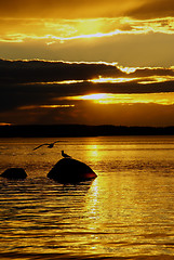 Image showing Sunset, gulls and stones in the lake.