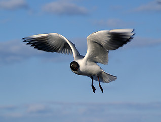 Image showing The gull in the cloudy sky