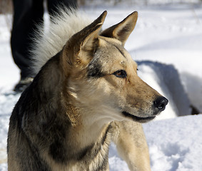 Image showing Dog on snow