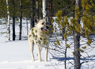 Image showing White dog in winter forest