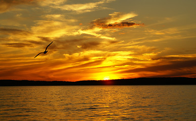 Image showing Sunset on a lake and the gull 