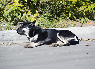 Image showing Dog sleeps outside