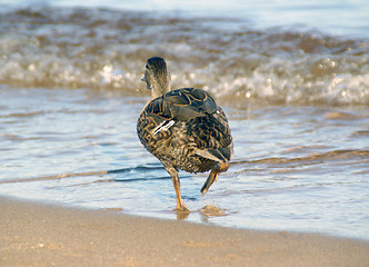 Image showing The run of duck to water 