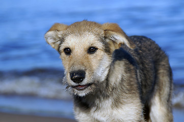 Image showing Shaggy puppy