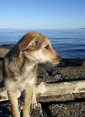 Image showing Small shaggy dog on a lake