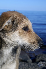 Image showing Face of shaggy young dog