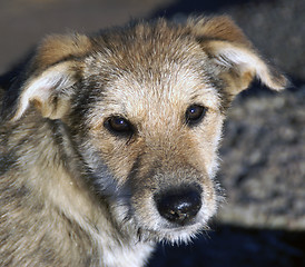 Image showing Portrait of small puppy