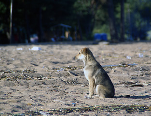 Image showing Puppy sitting on the sand waits