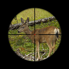 Image showing Roe deer in crosshairs