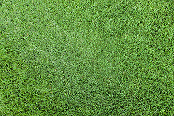 Image showing Grass top view