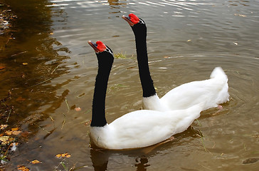 Image showing Two Swans