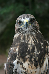 Image showing  Eagle