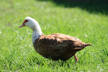 Image showing Mallard Duck 