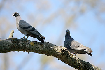 Image showing doves