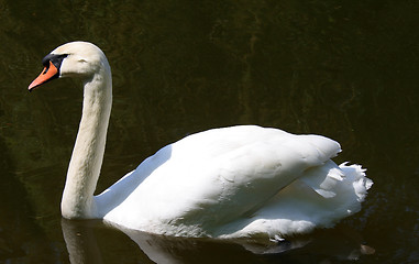 Image showing Swan 