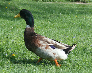 Image showing  duck