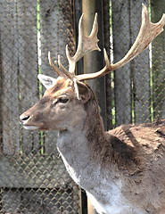 Image showing deer