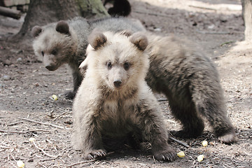 Image showing Bear