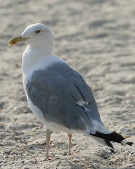 Image showing gull