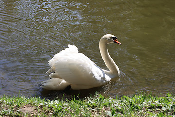 Image showing swan