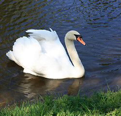 Image showing swan