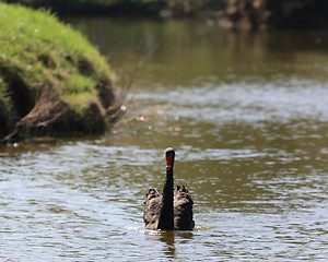 Image showing swan