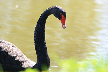 Image showing swan